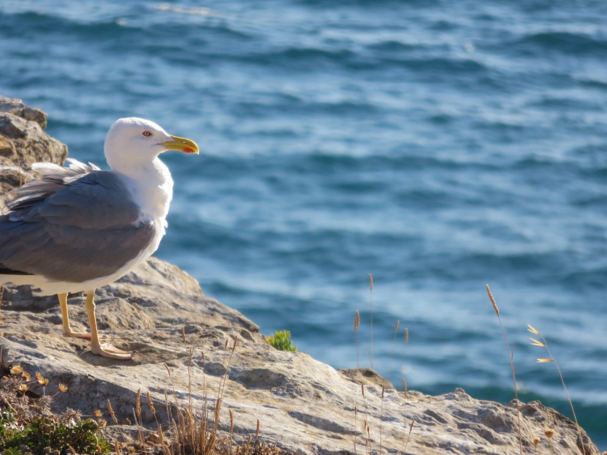 Goéland leucophée - ML639164447