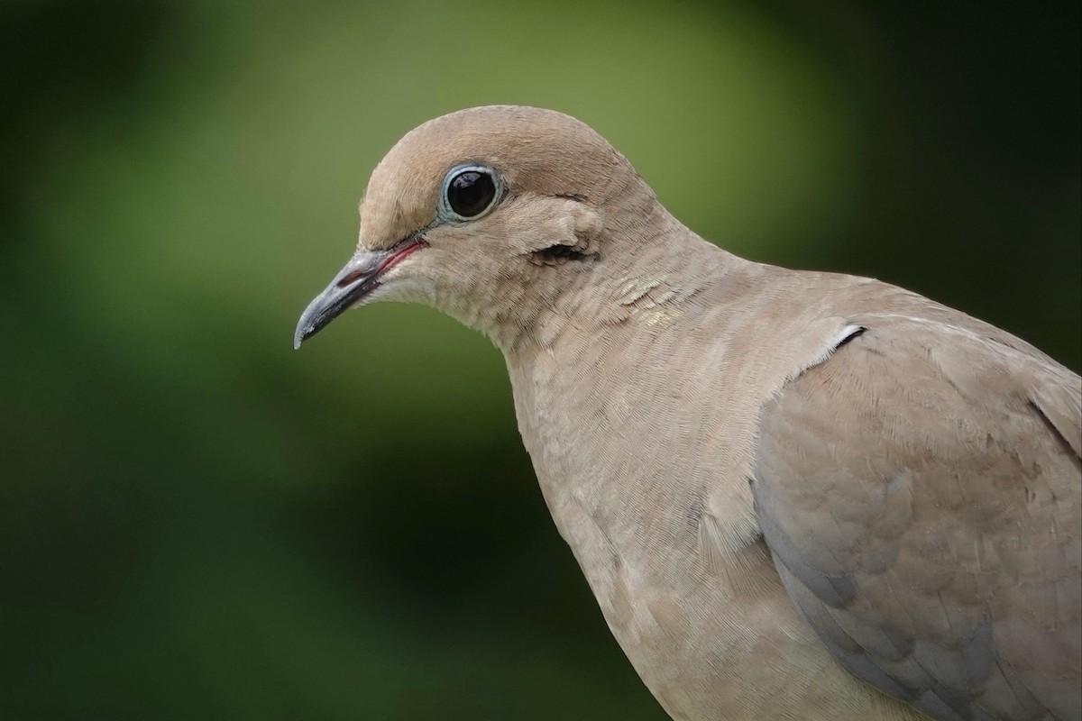 Mourning Dove - ML639164458