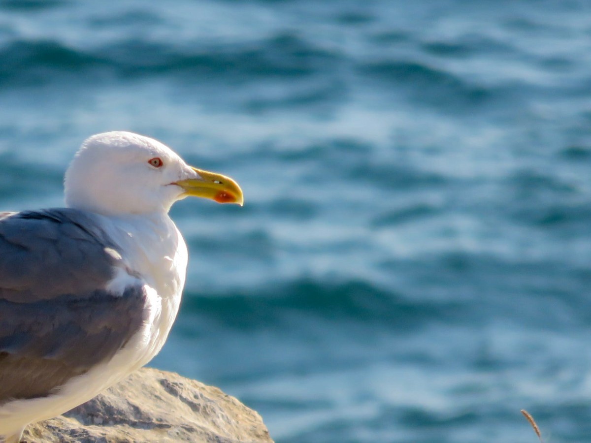 Goéland leucophée - ML639164485