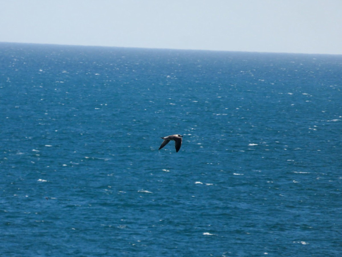 Goéland leucophée - ML639164500