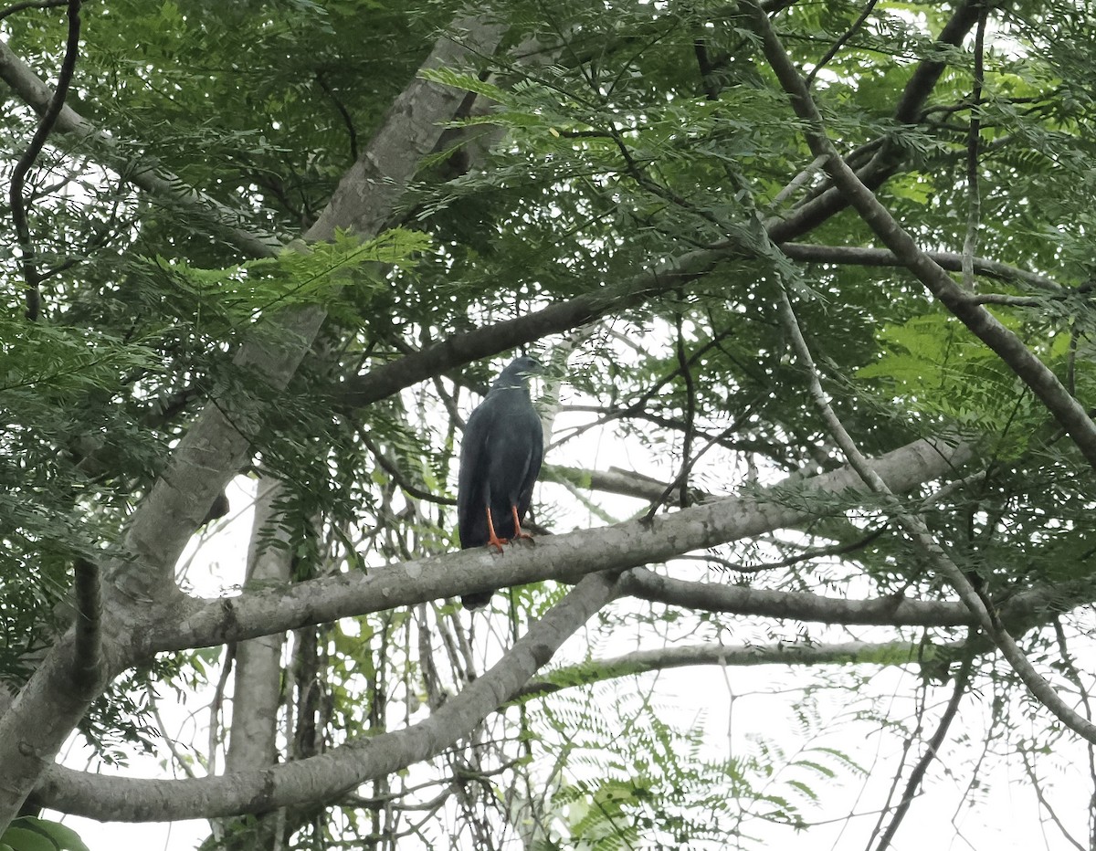 Crane Hawk - ML639164507