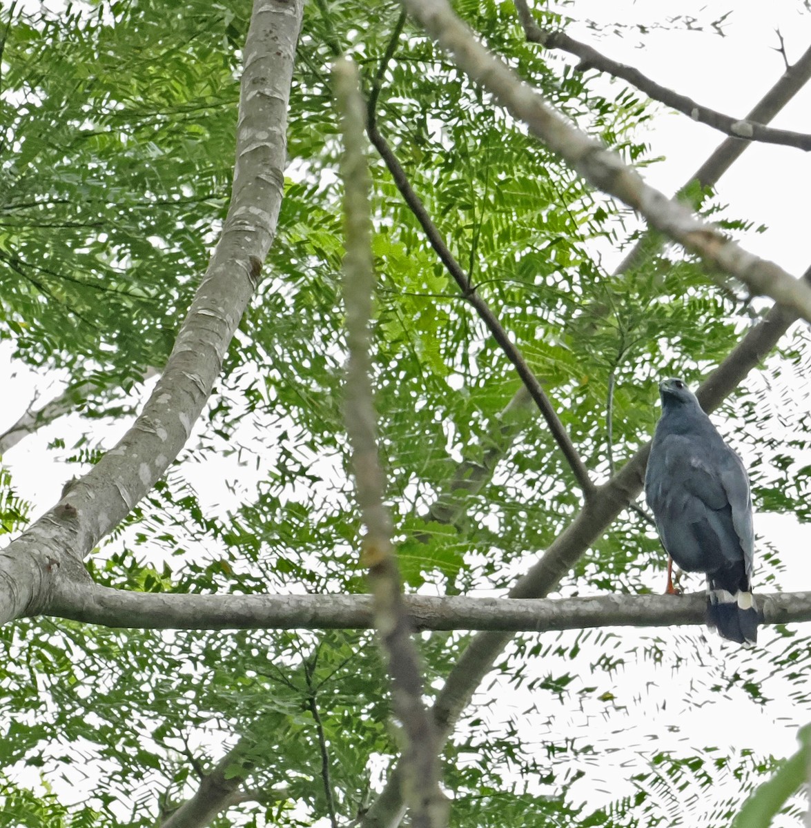 Crane Hawk - ML639164508