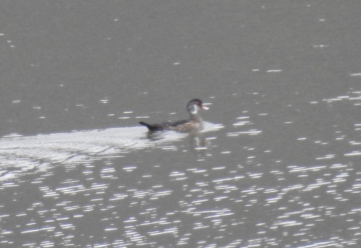 Wood Duck - ML63916451