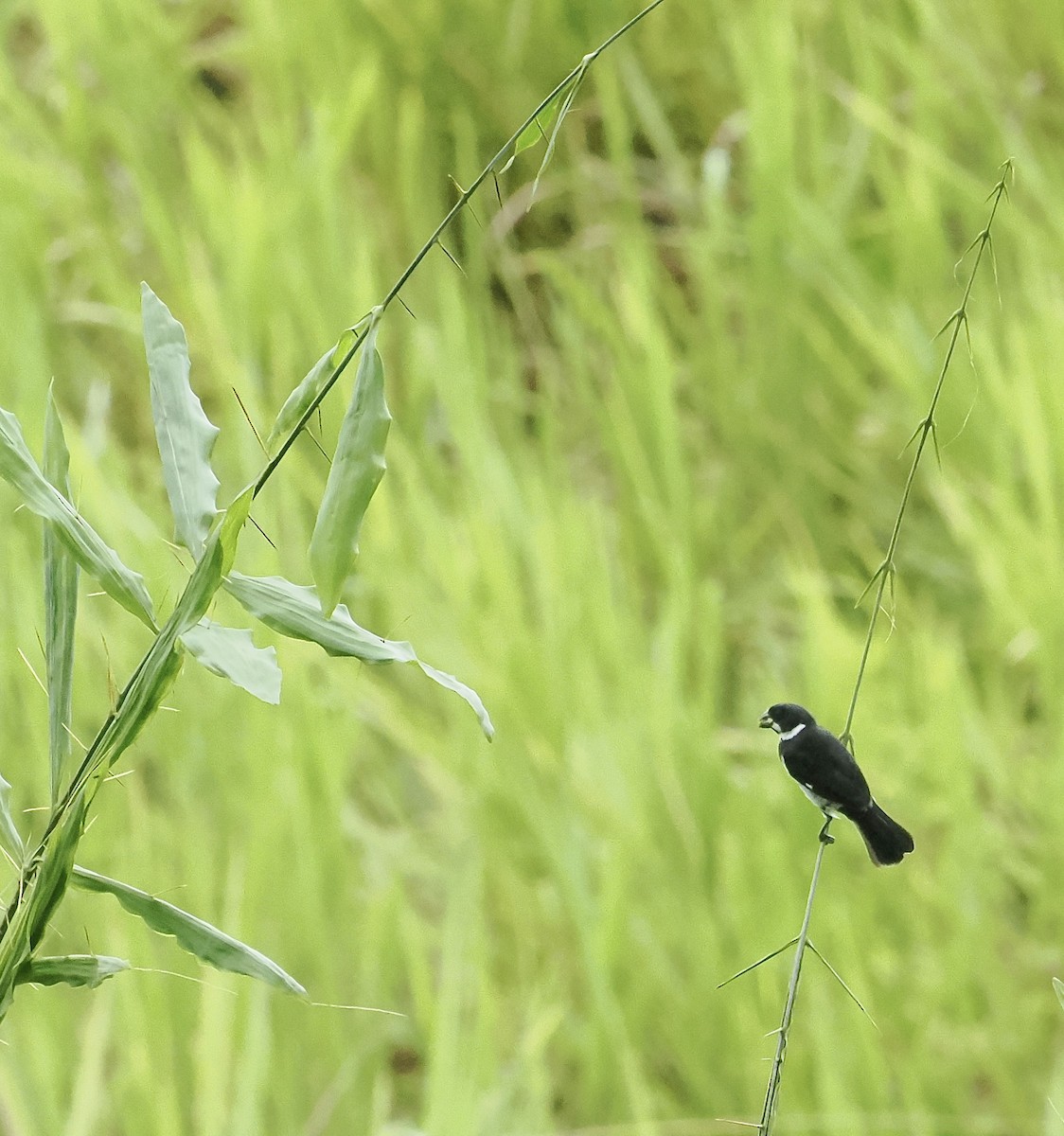 Variable Seedeater - ML639164524