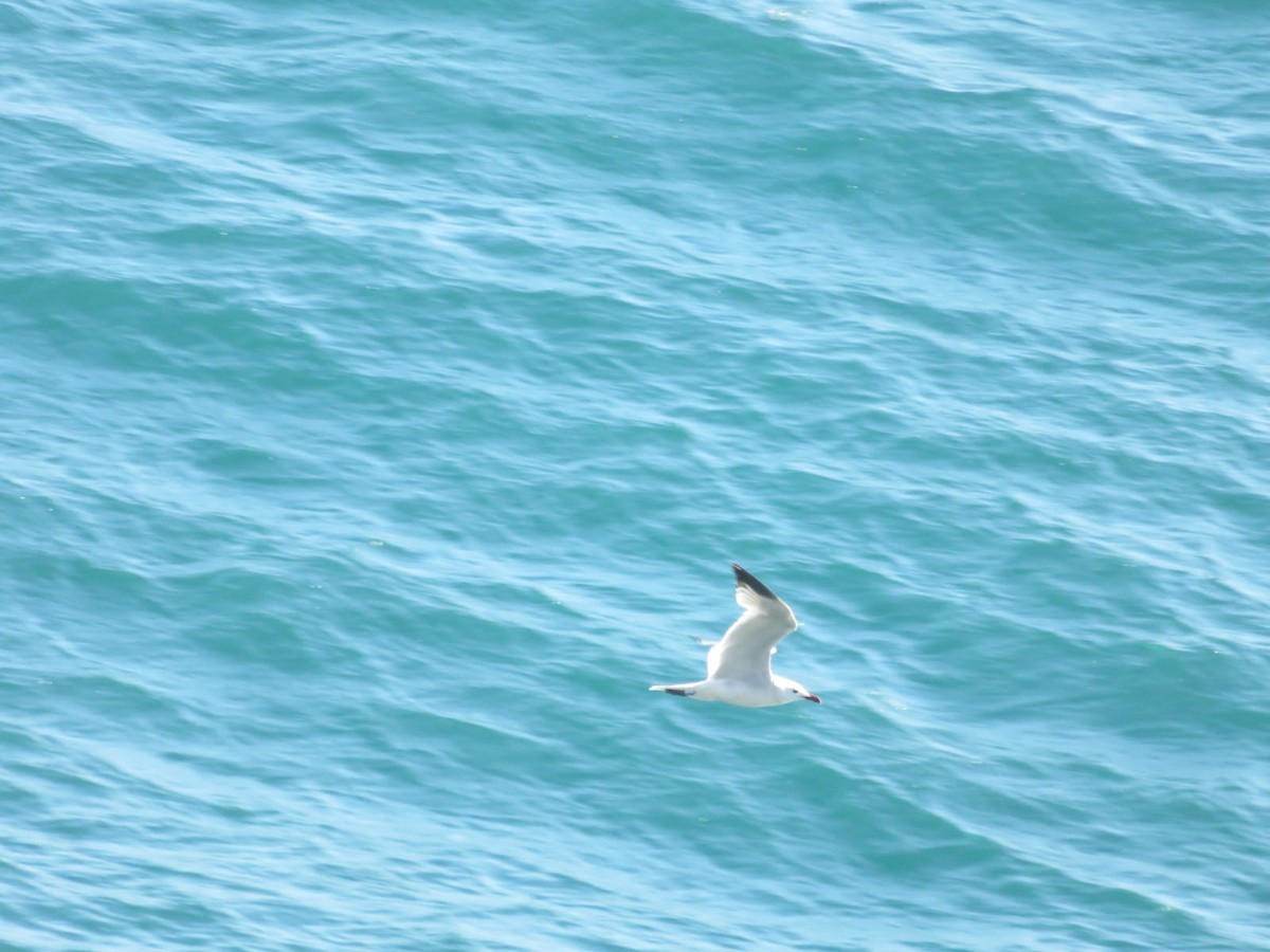 Goéland d'Audouin - ML639164581