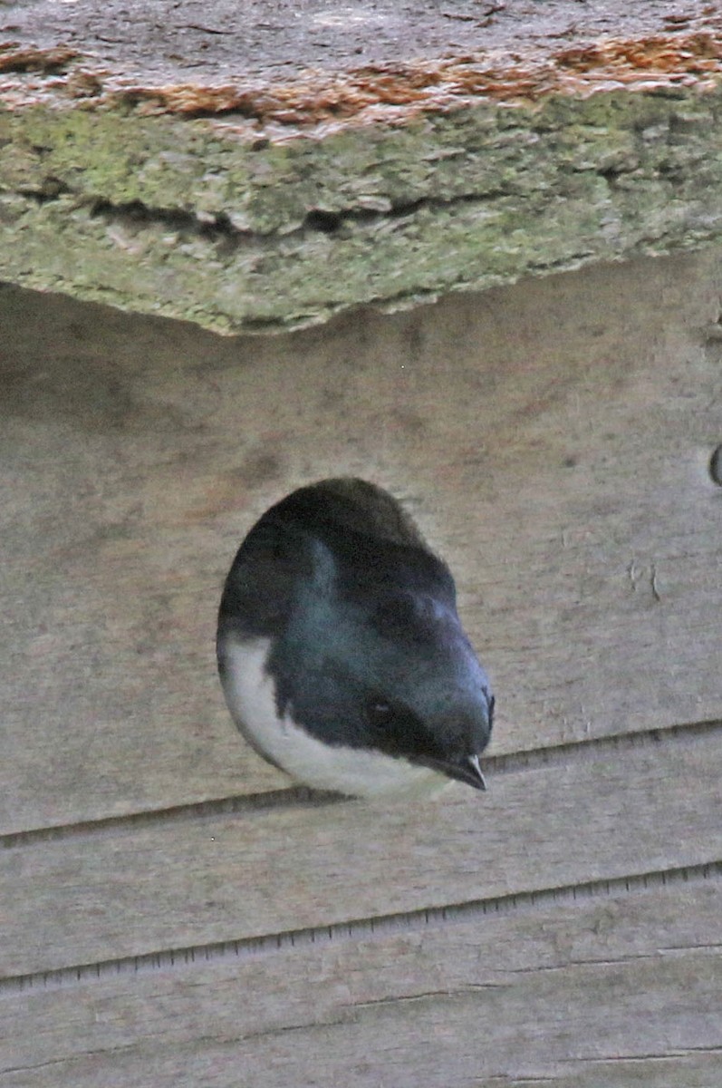 Tree Swallow - ML639164582