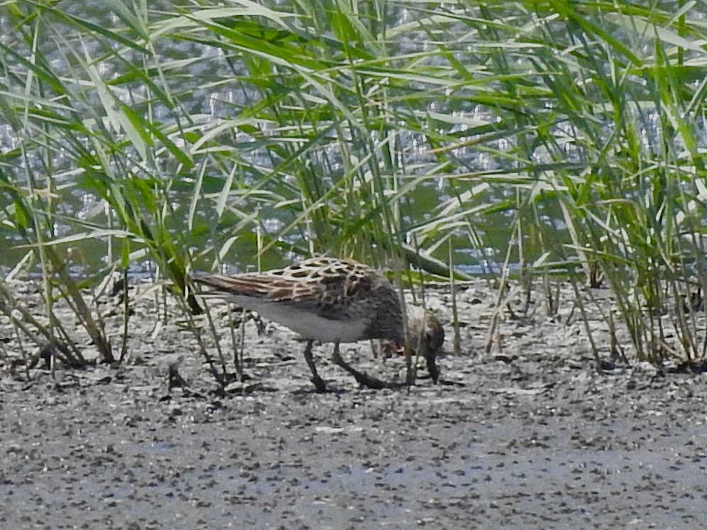 アメリカウズラシギ - ML639164599