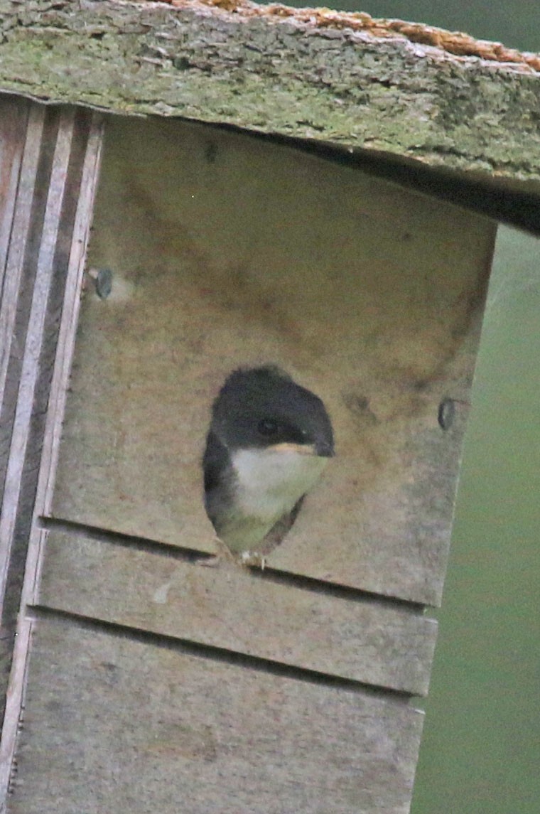Tree Swallow - ML639164600