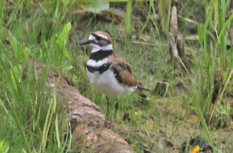 Killdeer - ML639164658