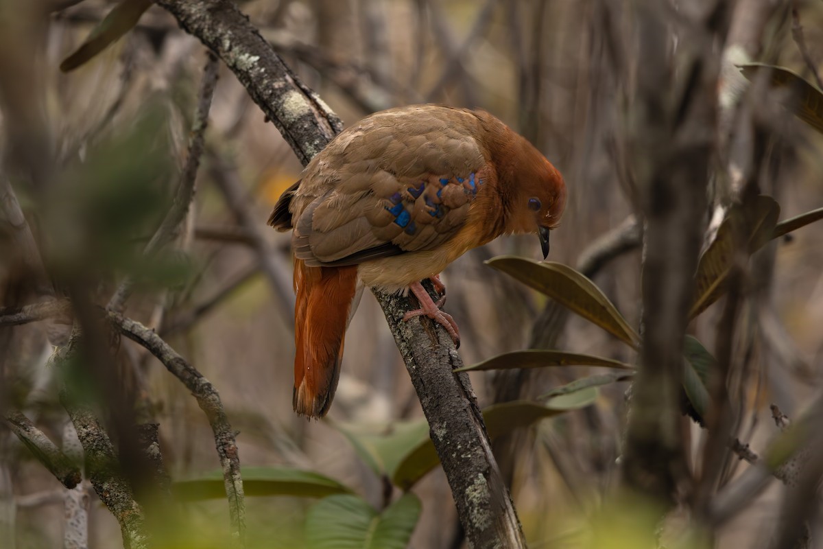 Blue-eyed Ground Dove - ML639164712