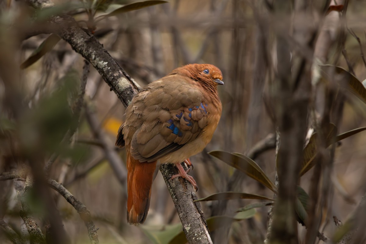 Blue-eyed Ground Dove - ML639164713