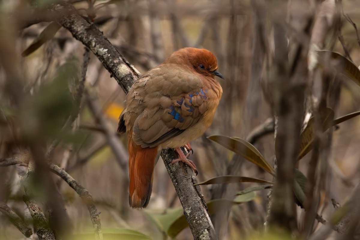 Blue-eyed Ground Dove - ML639164714