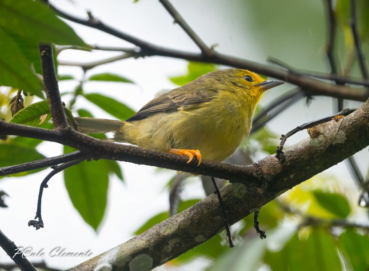 Orange-fronted Plushcrown - ML639164746