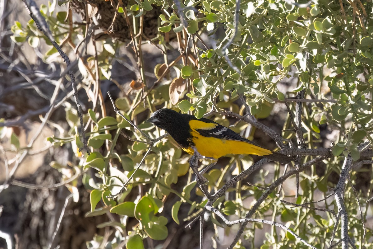 Scott's Oriole - Kalpesh Krishna