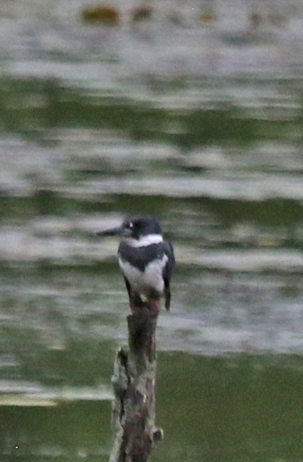 Belted Kingfisher - ML639164772