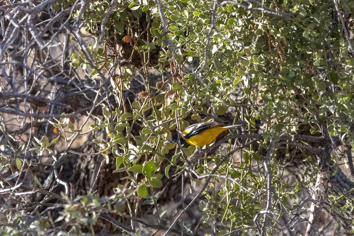 Scott's Oriole - Kalpesh Krishna