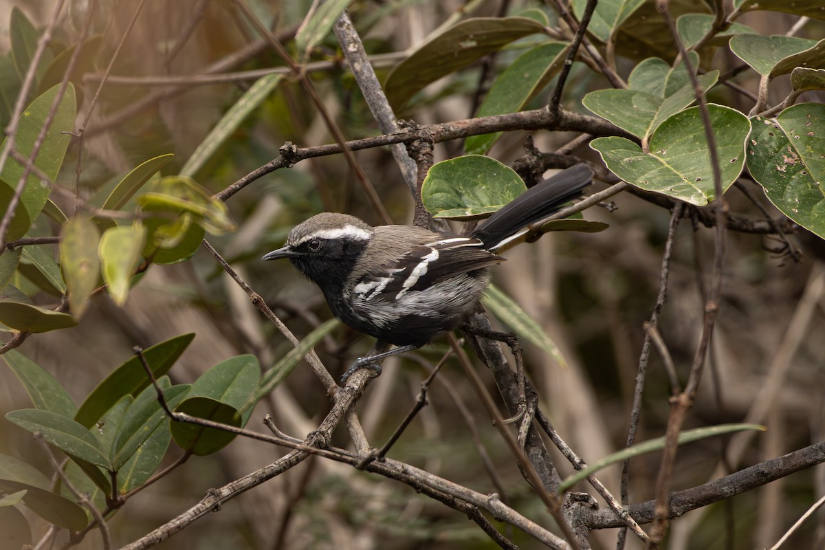 Black-bellied Antwren - ML639164813