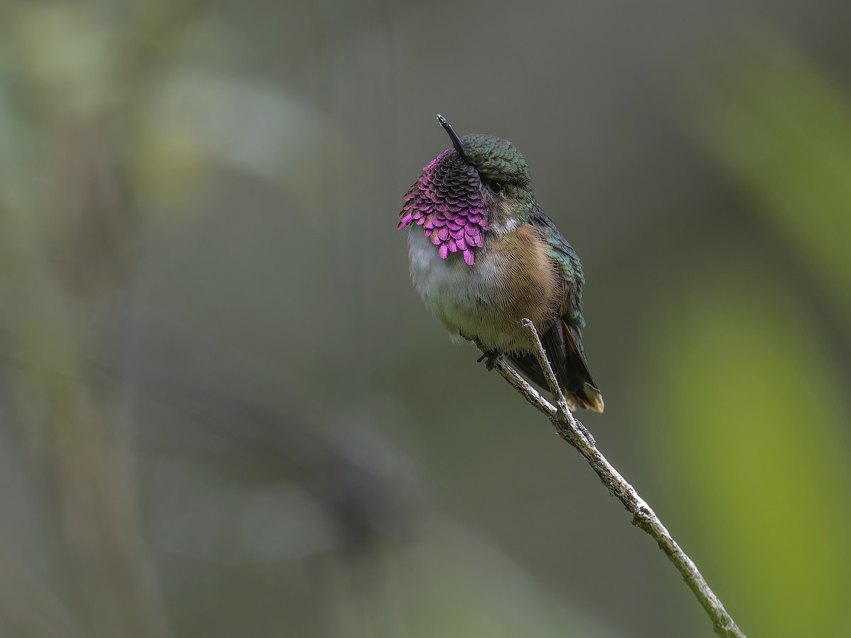 Wine-throated Hummingbird - ML639164884
