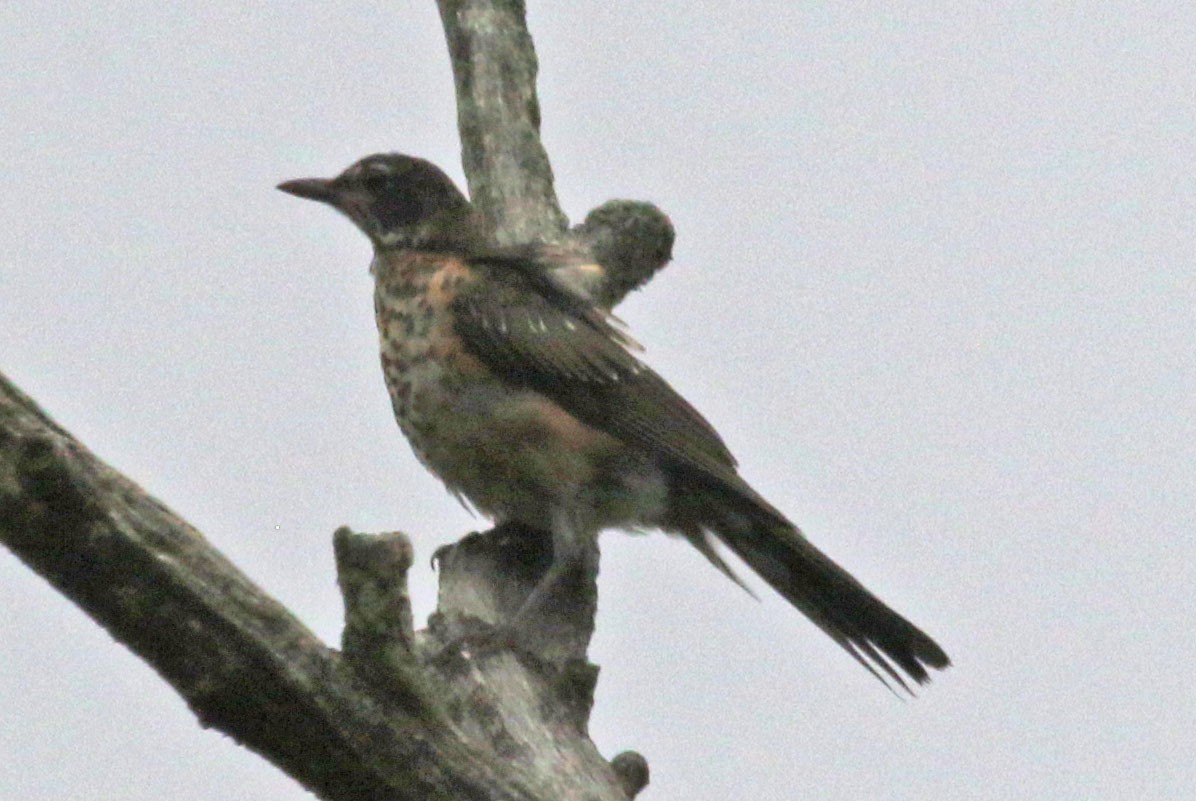 American Robin - ML639164896
