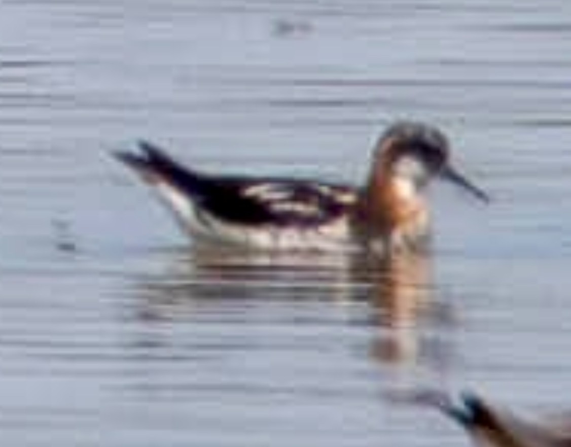Red-necked Phalarope - ML639164931