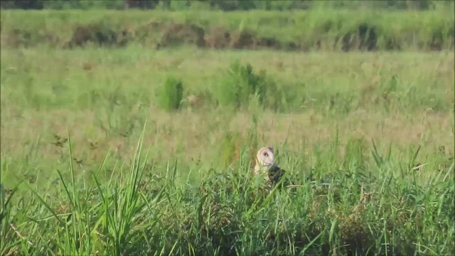American Barn Owl - ML639164946