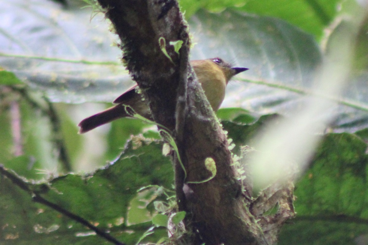Bronze-olive Pygmy-Tyrant (annectens/berlepschi) - ML639164960