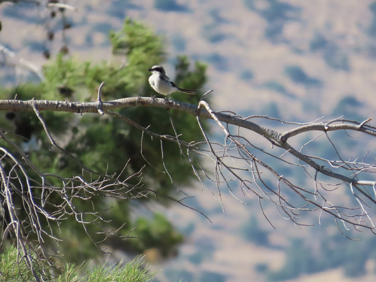 Loggerhead Shrike - ML639164968