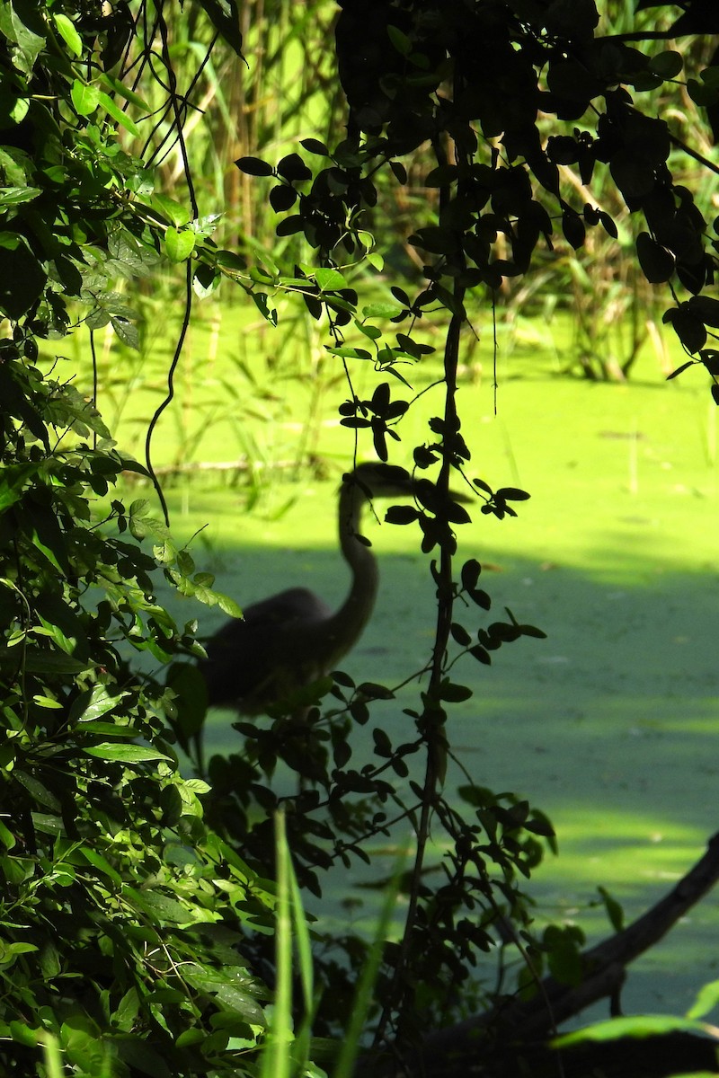 Great Blue Heron - ML639164973
