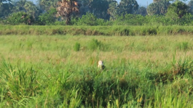 American Barn Owl - ML639165042