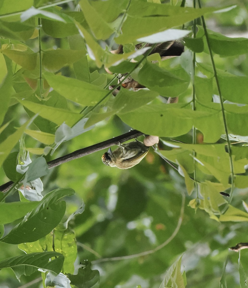 Olivaceous Piculet - ML639165047