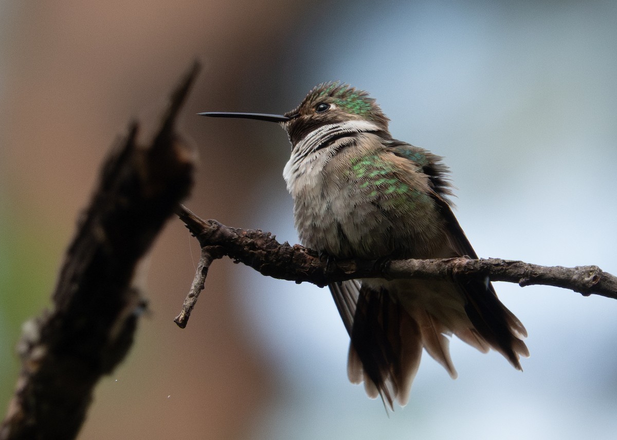 Broad-tailed Hummingbird - ML639165067