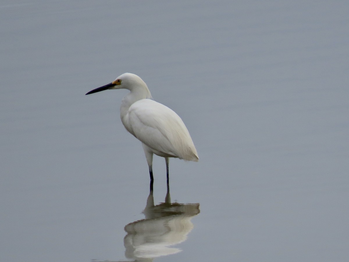 Snowy Egret - ML639165097