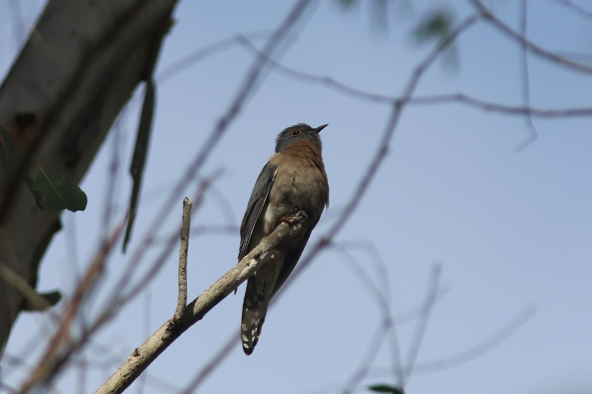 Fan-tailed Cuckoo - ML639165124
