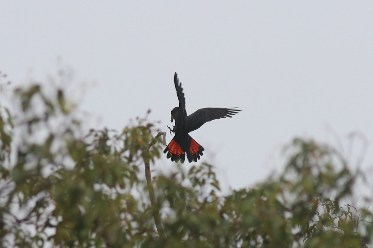 Red-tailed Black-Cockatoo - ML639165130