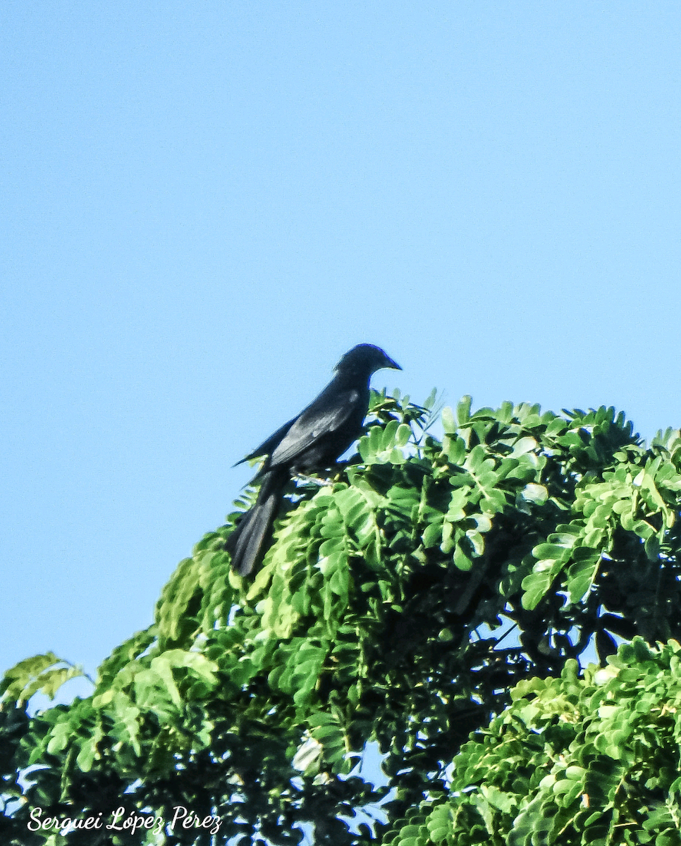 Cuban Blackbird - ML639165140