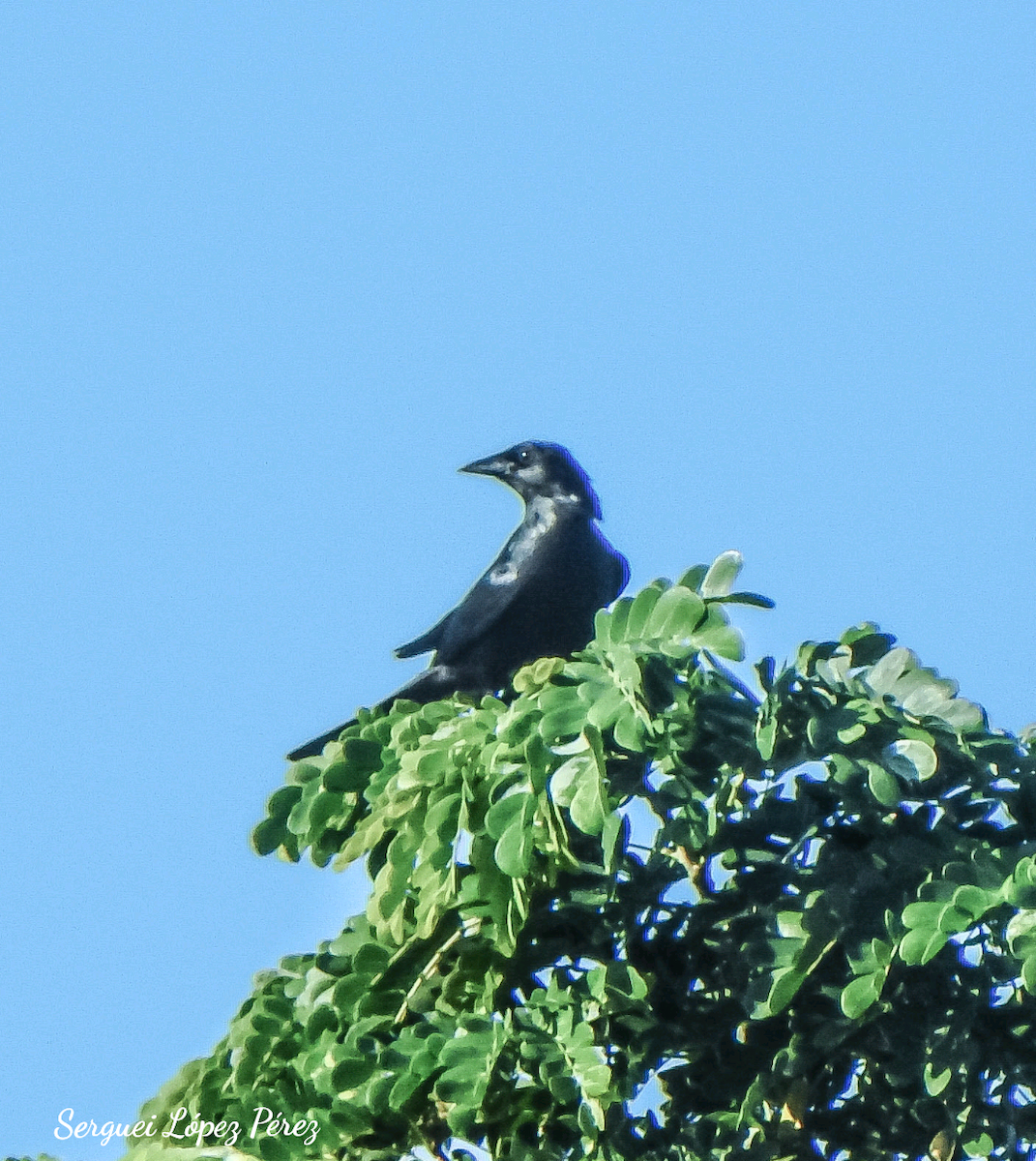 Cuban Blackbird - ML639165153