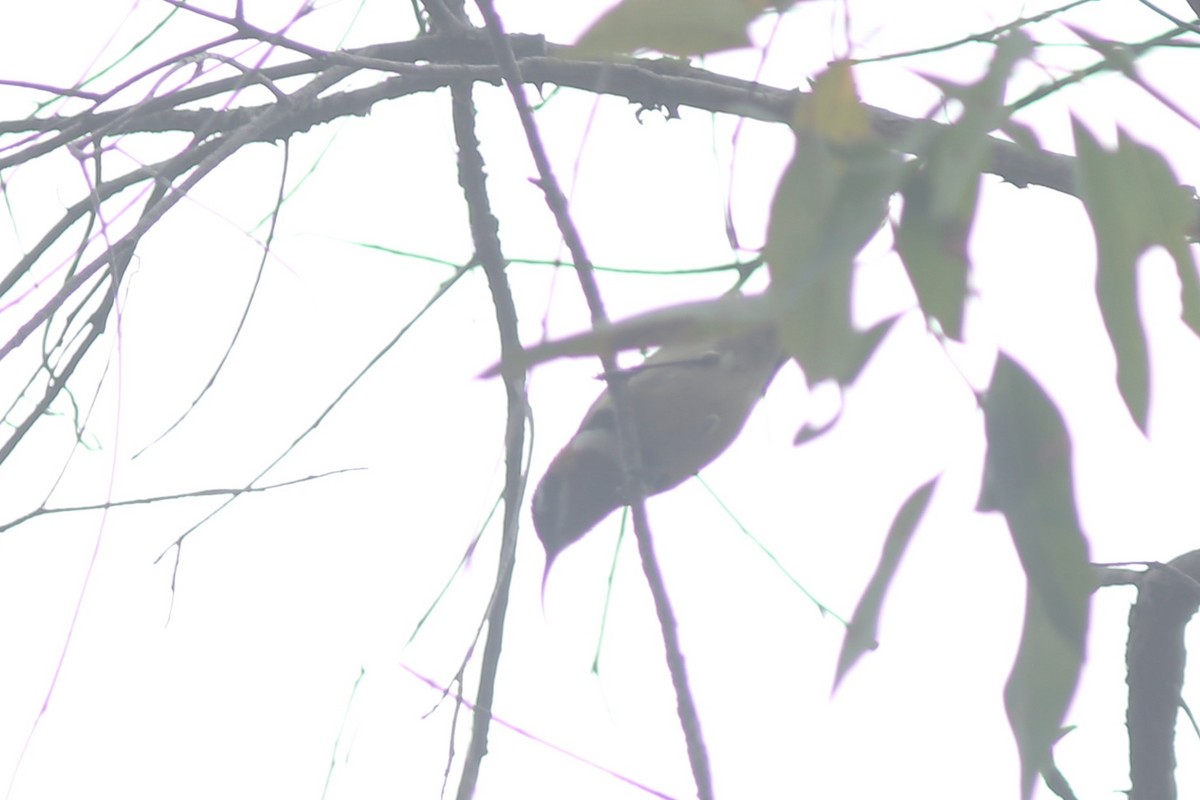 Western Spinebill - ML639165158