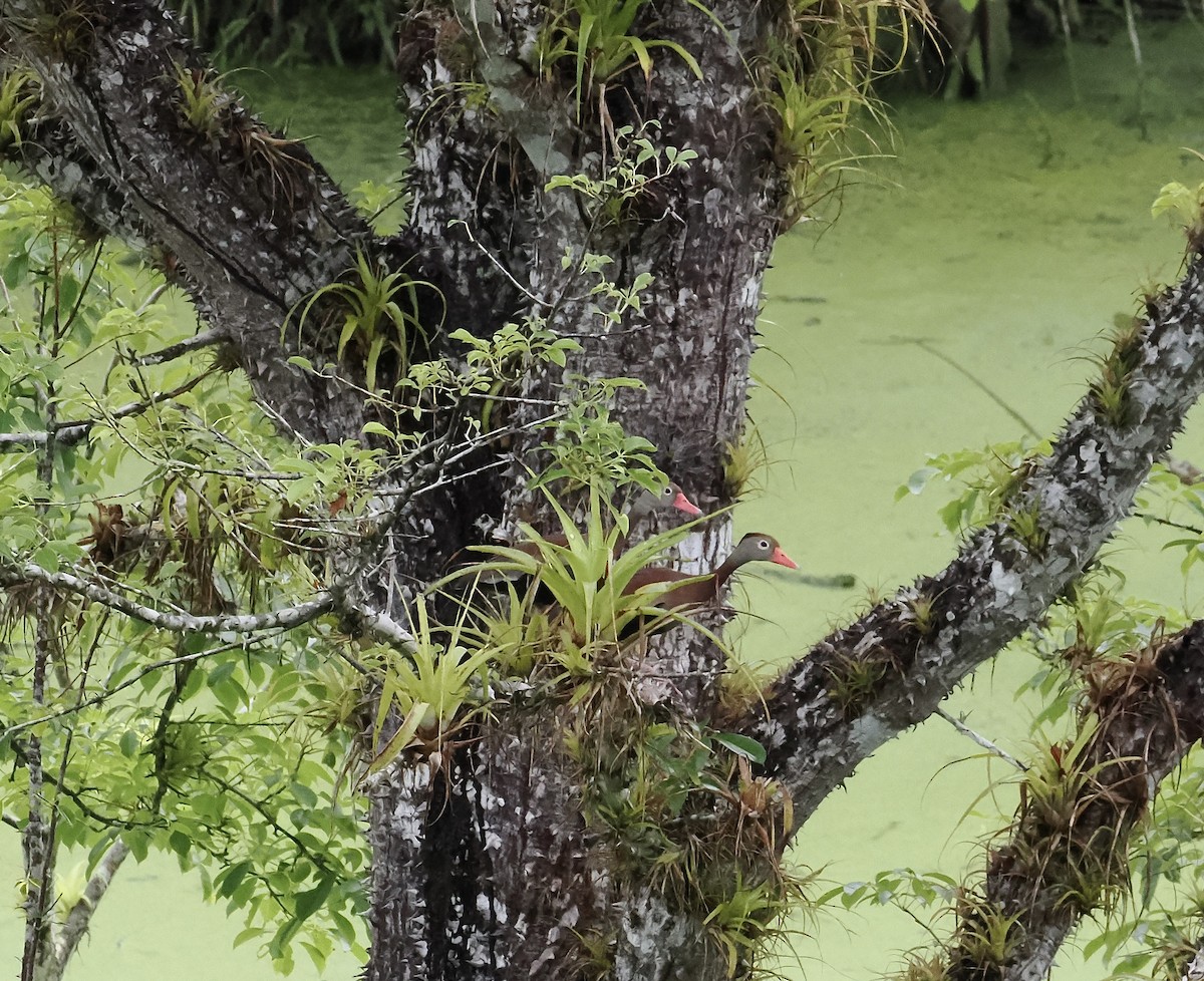 Black-bellied Whistling-Duck - ML639165159