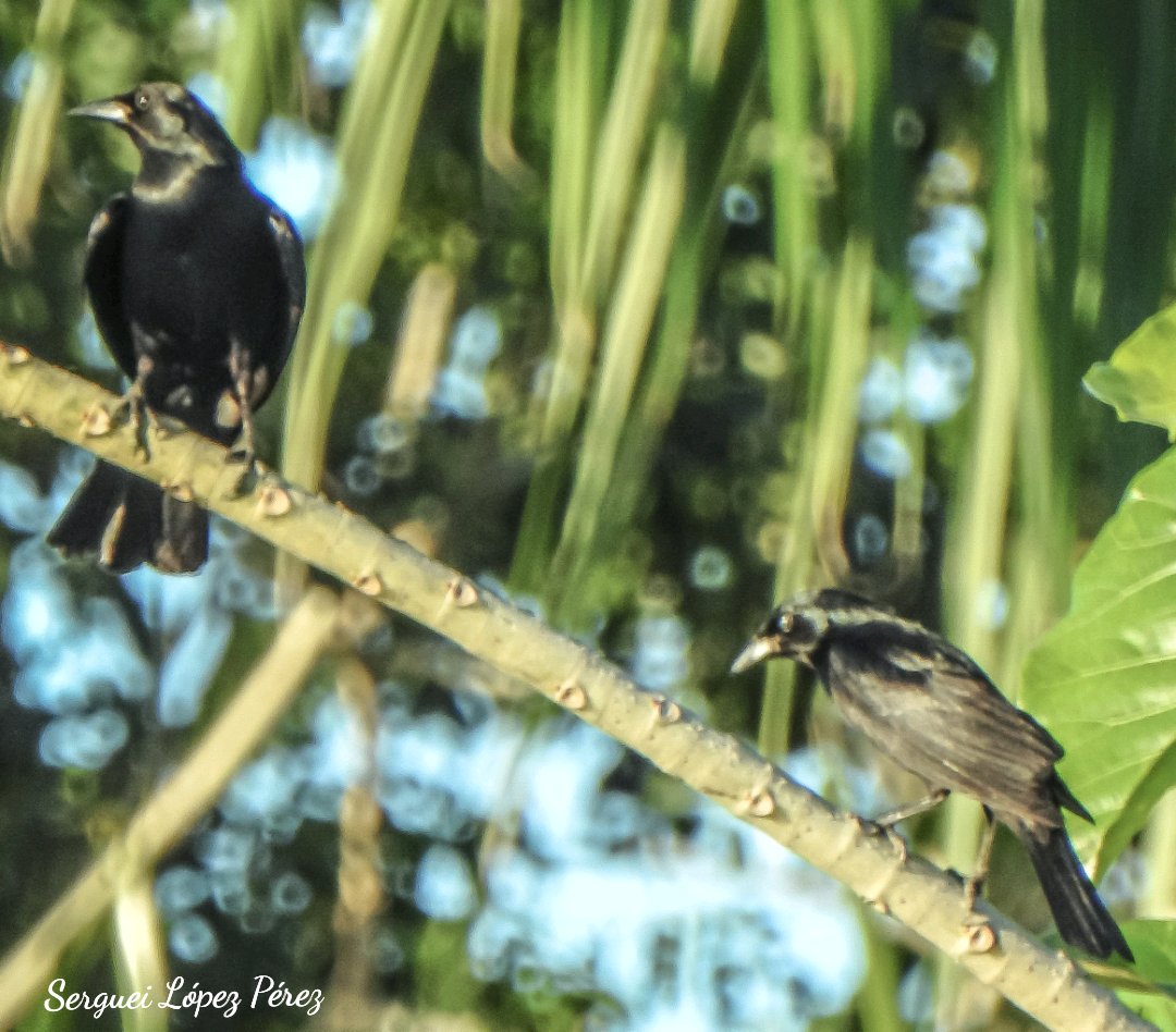 Cuban Blackbird - ML639165162