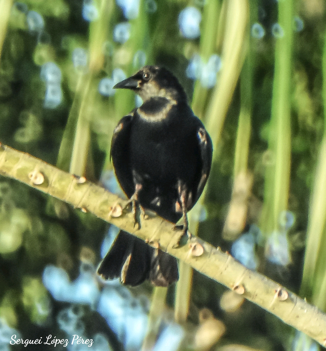 Cuban Blackbird - ML639165166