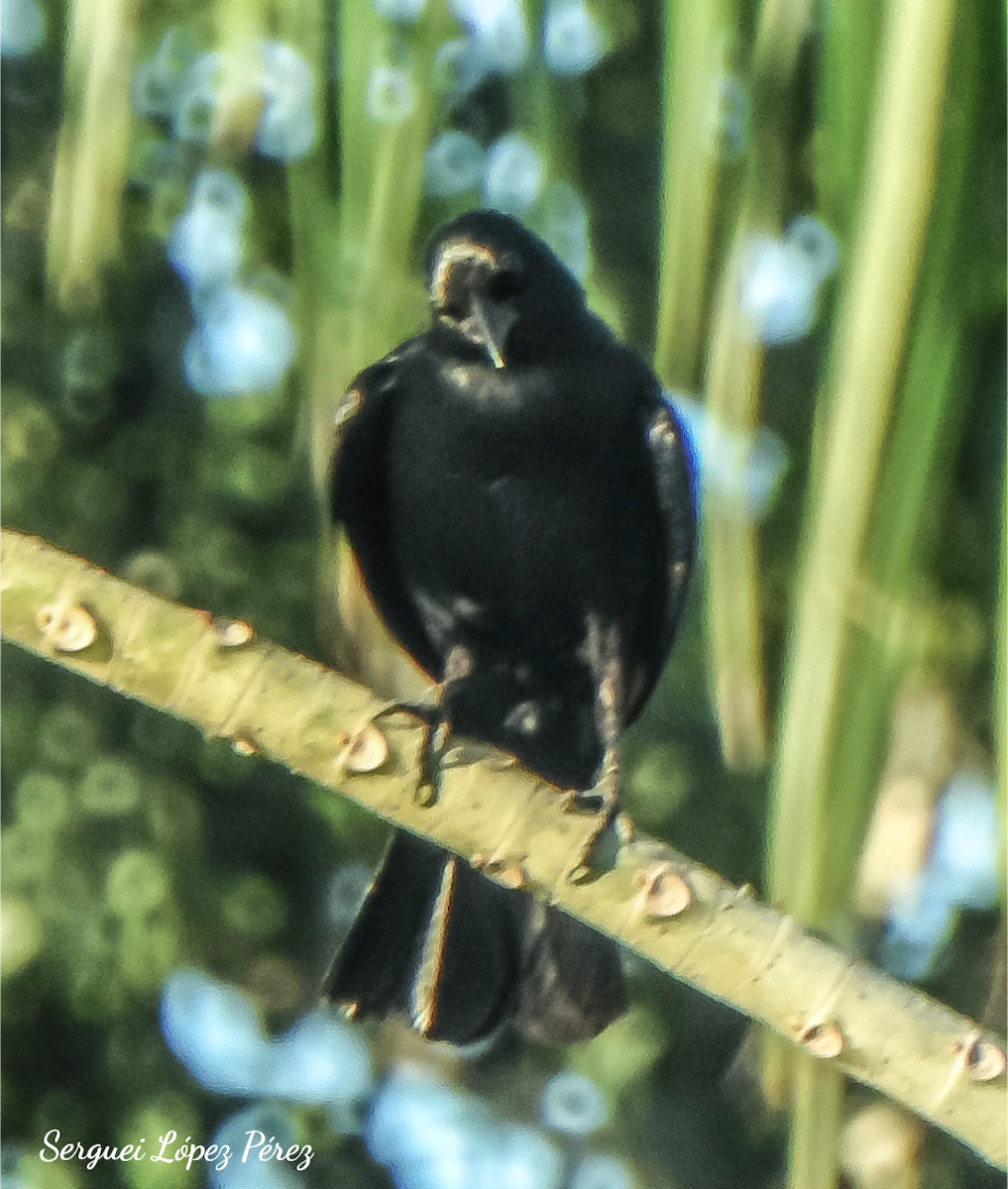 Cuban Blackbird - ML639165175
