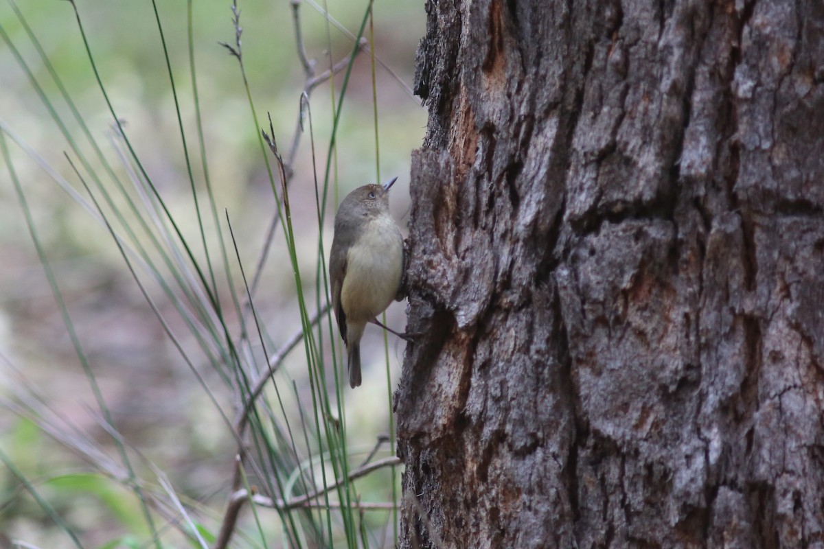 Western Thornbill - ML639165184