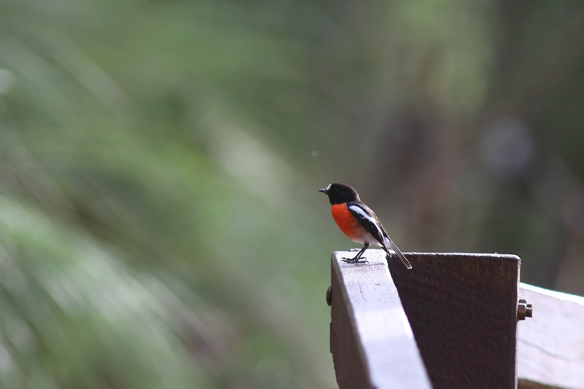 Scarlet Robin - ML639165205