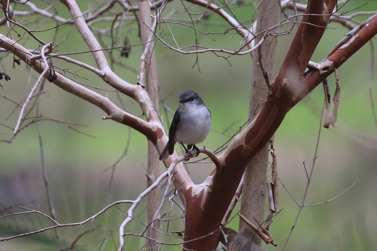 White-breasted Robin - ML639165207