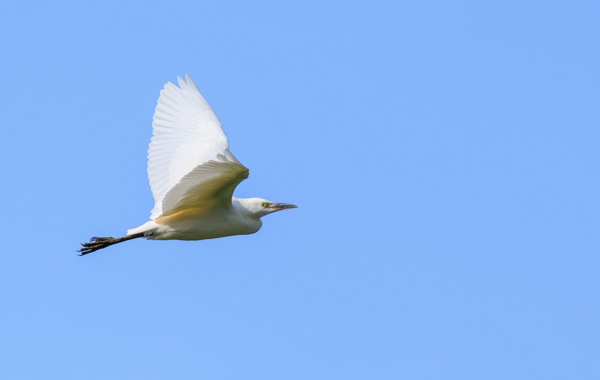 Western Cattle-Egret - ML639165215