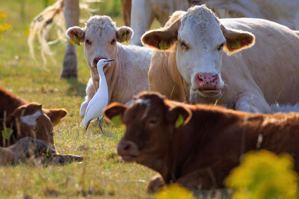 Western Cattle-Egret - ML639165216