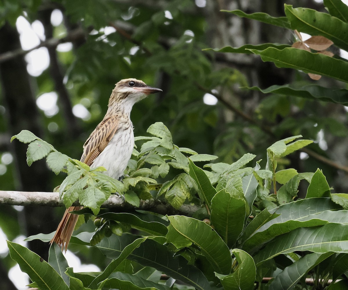 Streaked Flycatcher - ML639165225