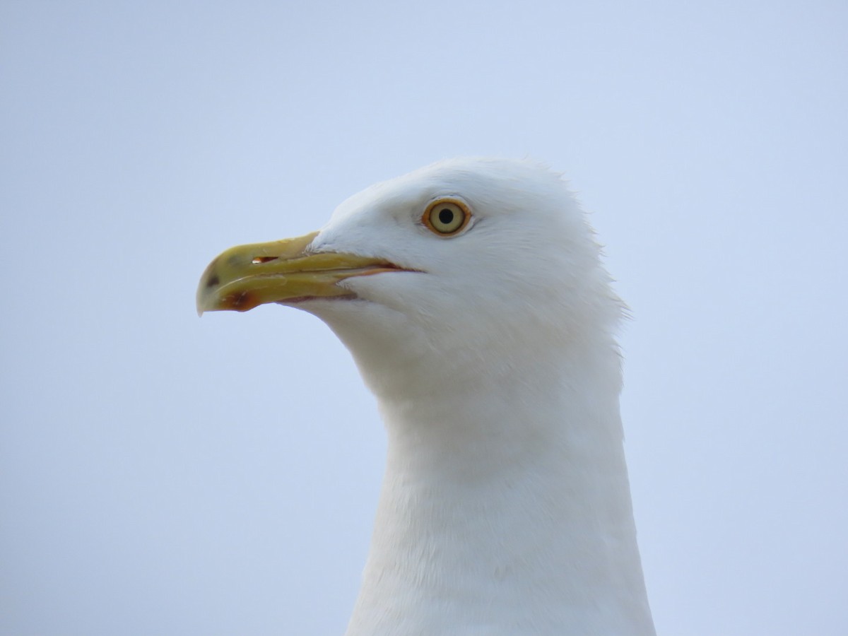 American Herring Gull - ML639165237