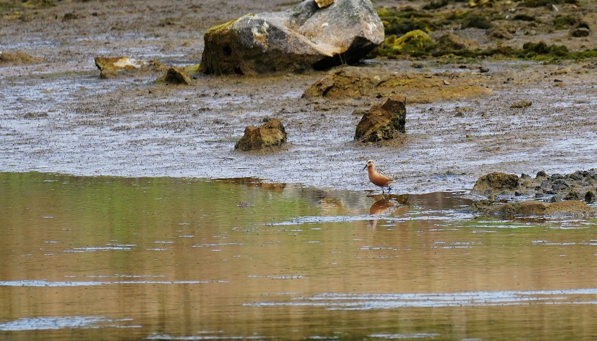 Red Knot - ML639165250
