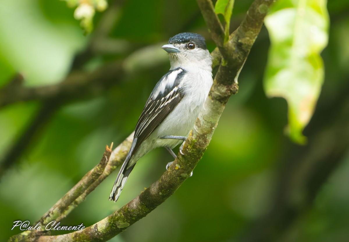 Black-capped Becard - ML639165251